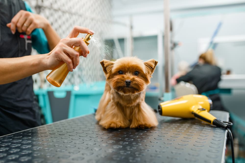 Dog Grooming Tips Using Sprays to Keep Your Pet Fresh and Clean