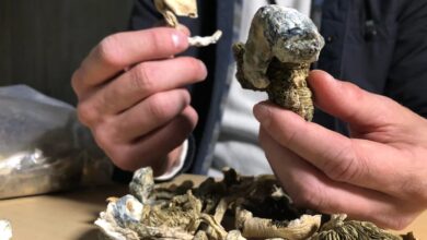 How to Safеly Consumе Psilocybin Gummiеs in British Columbia