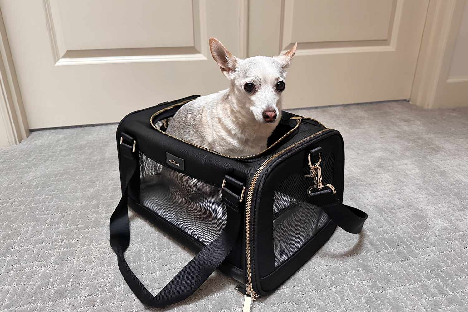 Affordable Pet Carriers: Where to Find the Best Deals Online