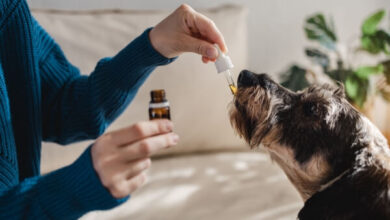 Why Are CBD For Dogs Gaining Popularity In The Business Market?