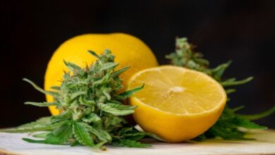 Unlocking the Secrets of Limonene in Cannabis