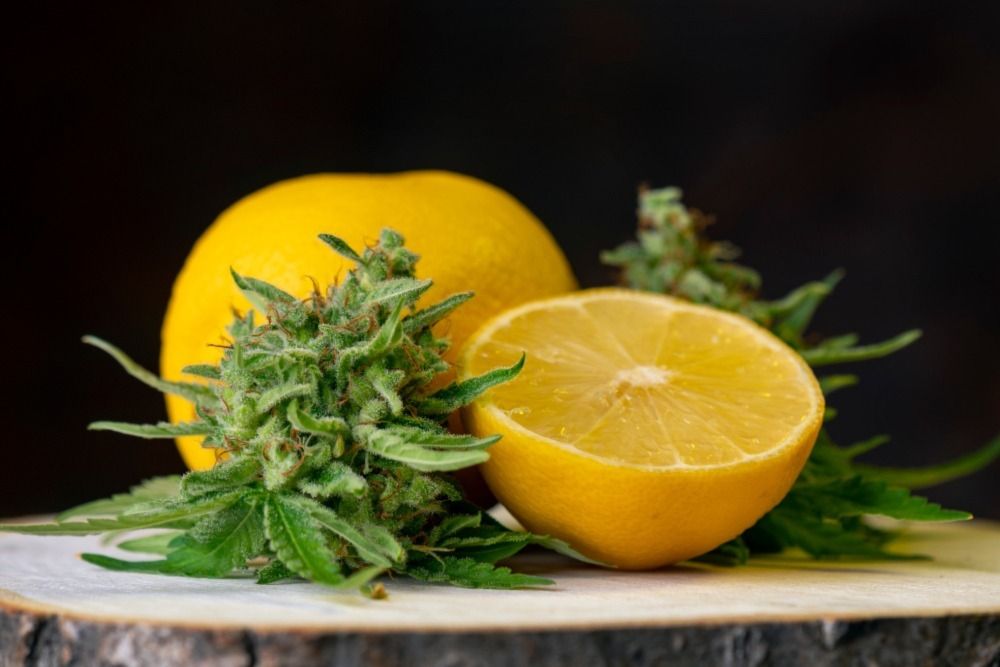 Unlocking the Secrets of Limonene in Cannabis