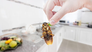 Law for Roaches in My Apartment: Dealing with Unwanted Tenants