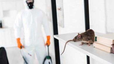 Safeguarding Your Home: The Crucial Role of Regular Inspections in Long-Term Rodent Prevention