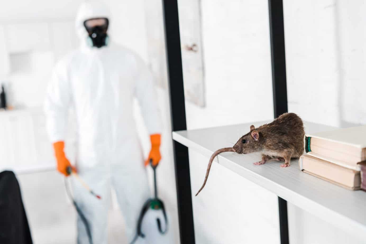 Safeguarding Your Home: The Crucial Role of Regular Inspections in Long-Term Rodent Prevention