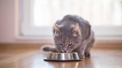 The Comprehensive Guide to Discovering the Most Nutritious Kitten Food Options: Ensuring the Perfect Balance for Your Young Feline