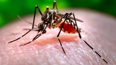 An Extensive Analysis of How Climate Change Is Influencing Pest Issues
