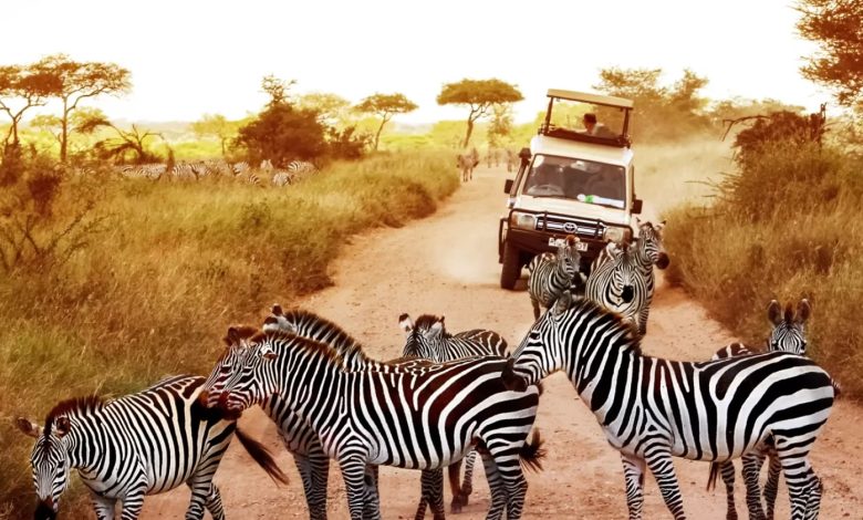4 Beckoning Wildlife Escapes in South Africa