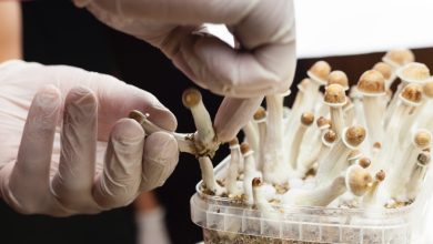 Hair Testing And Psilocybin How Long Can Shrooms Be Detected In Your Hair