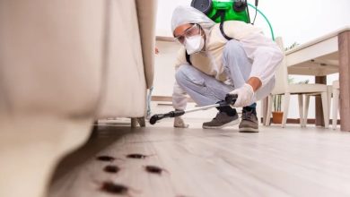 Pest-Proofing Your Home: Simple Steps to Protect Your Sanctuary