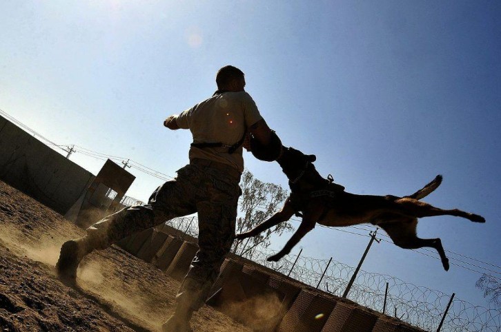 How Does a Dog Bite Incident Affect the Victim?