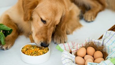 Understanding Your Dog's Protein Needs at Different Life Stages