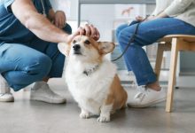 3 Common Myths About Veterinary Clinic Services Debunked