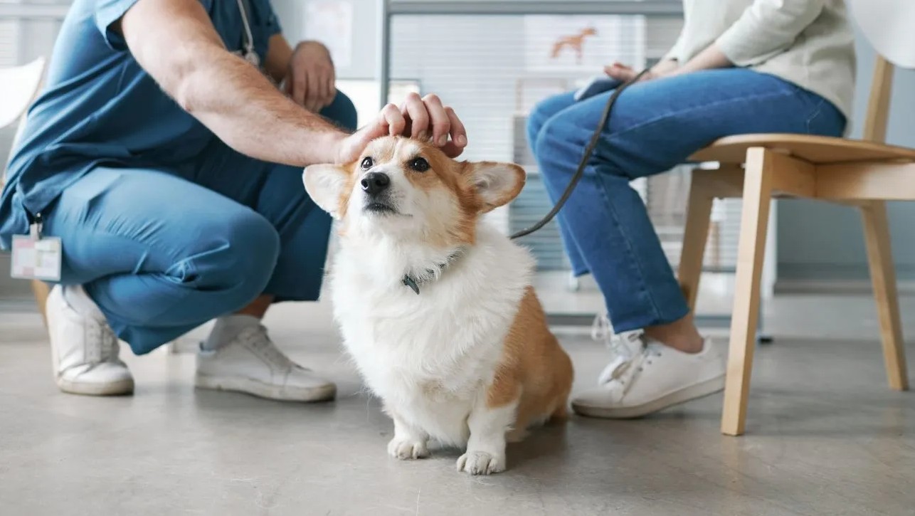 3 Common Myths About Veterinary Clinic Services Debunked