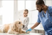 The Growing Role Of Technology In Animal Hospitals