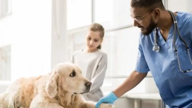 The Growing Role Of Technology In Animal Hospitals