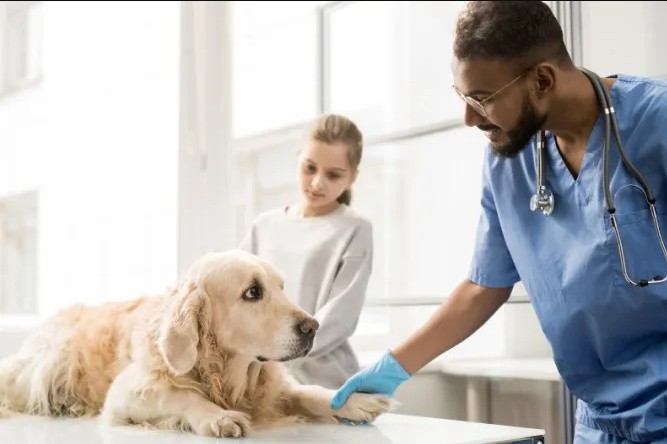 The Growing Role Of Technology In Animal Hospitals