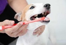 The Importance Of Dental Cleanings For Small Animal Health