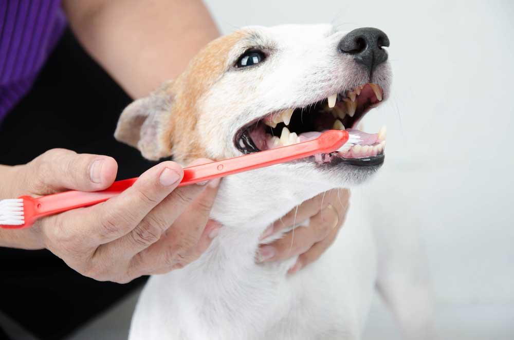 The Importance Of Dental Cleanings For Small Animal Health