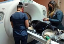 Why Animal Hospitals Are Leaders In Specialized Emergency Care