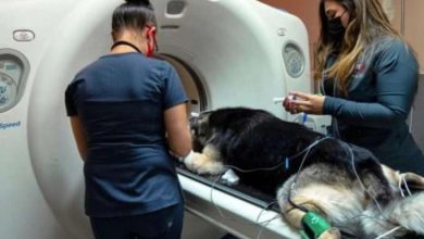 Why Animal Hospitals Are Leaders In Specialized Emergency Care