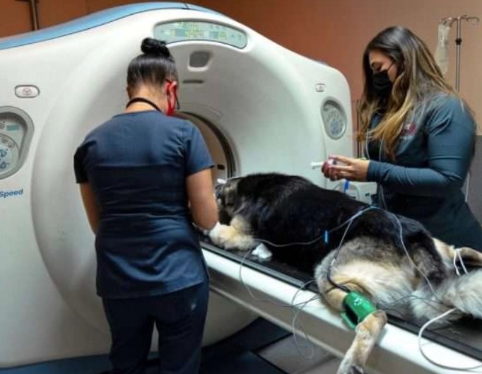 Why Animal Hospitals Are Leaders In Specialized Emergency Care