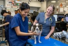 Why Exotic Pet Owners Rely On Specialized Animal Hospitals