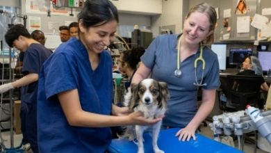 Why Exotic Pet Owners Rely On Specialized Animal Hospitals