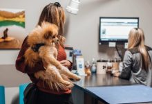 Why Preventive Screenings At Animal Clinics Matter
