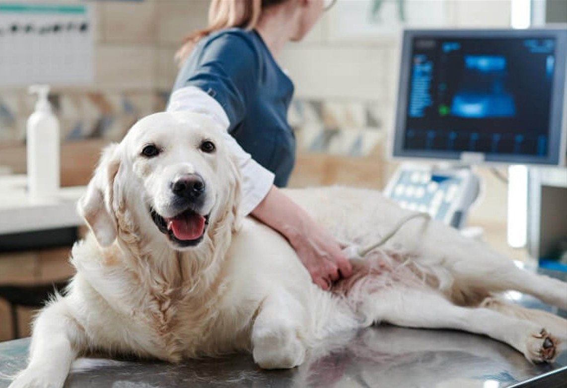 Why Veterinary Clinics Are Expanding Diagnostic Imaging Services