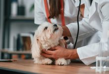 5 Ways Animal Hospitals Support Pets With Special Needs