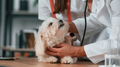 5 Ways Animal Hospitals Support Pets With Special Needs