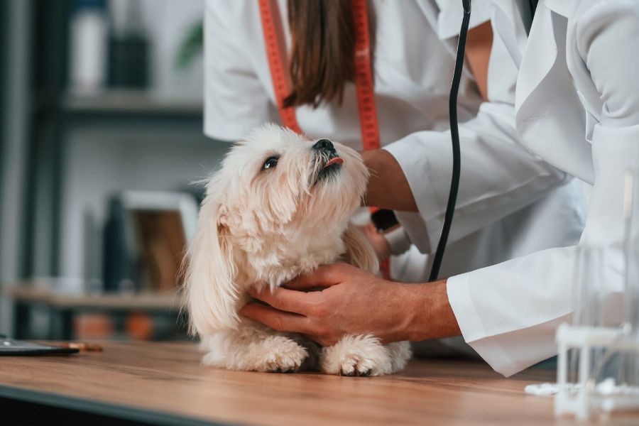 5 Ways Animal Hospitals Support Pets With Special Needs