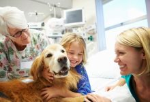 How Animal Hospitals Contribute To Public Health And Safety