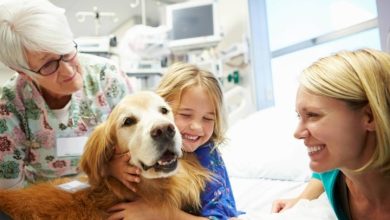 How Animal Hospitals Contribute To Public Health And Safety