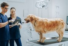 How General Veterinarians Adapt To Advances In Technology