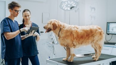 How General Veterinarians Adapt To Advances In Technology