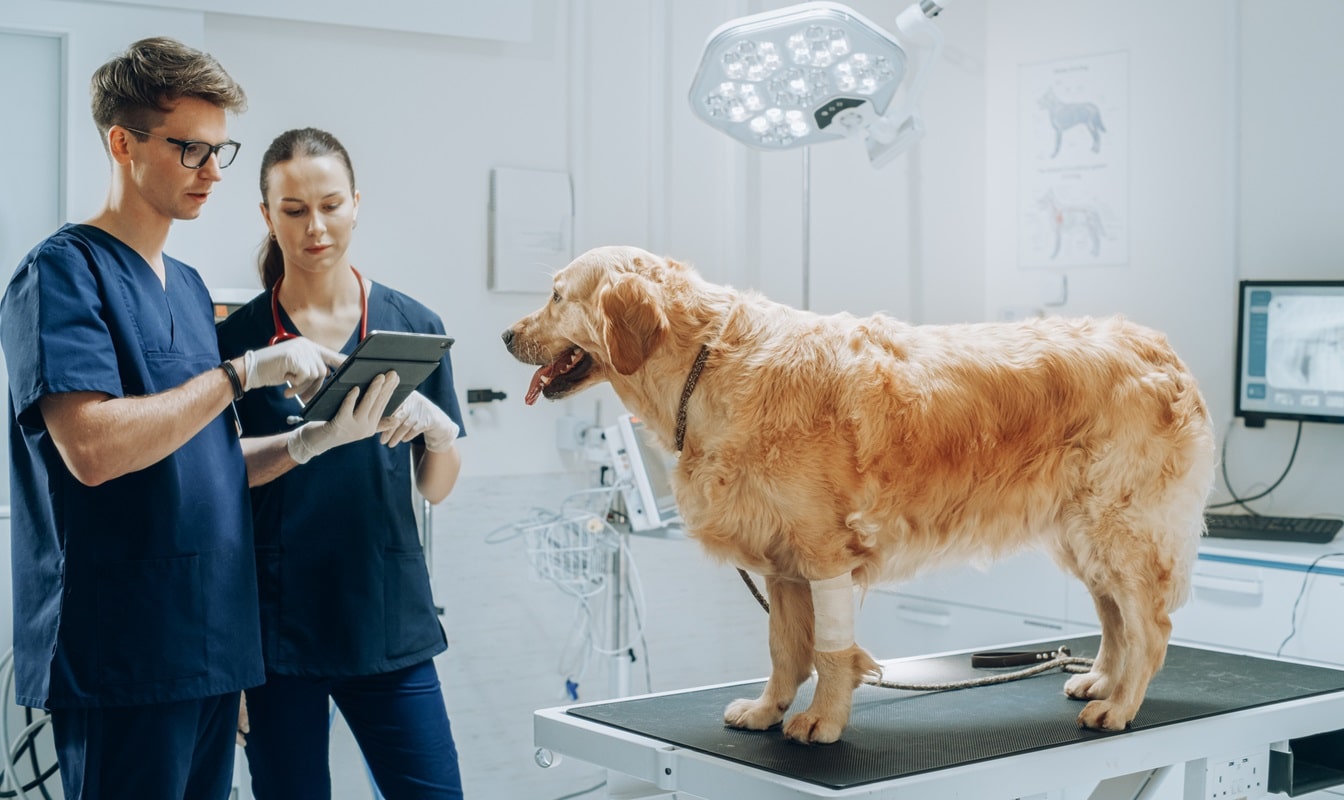 How General Veterinarians Adapt To Advances In Technology