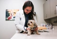 How General Veterinarians Help Detect Illness Early
