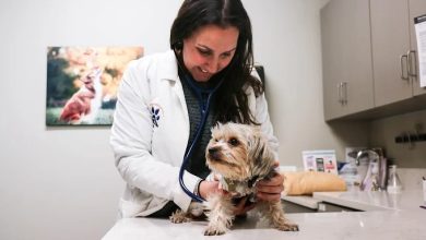 How General Veterinarians Help Detect Illness Early
