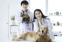 The Connection Between Animal Clinics And Public Health