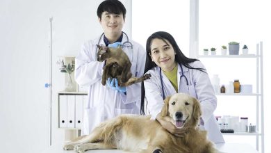 The Connection Between Animal Clinics And Public Health