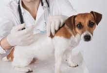 The Role Of Vaccination Schedules In Lifelong Pet Care