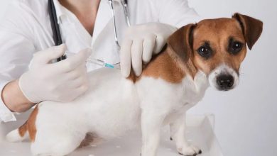 The Role Of Vaccination Schedules In Lifelong Pet Care