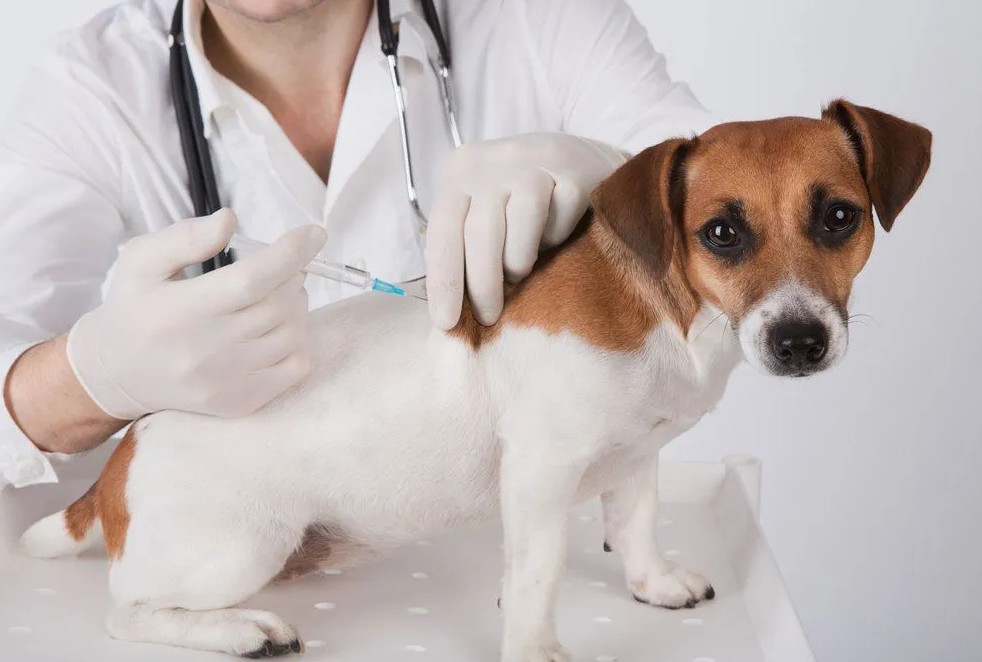 The Role Of Vaccination Schedules In Lifelong Pet Care