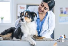 3 Advantages Of Having A Trusted Family Veterinarian