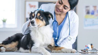 3 Advantages Of Having A Trusted Family Veterinarian