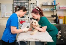 3 Key Advantages Of Having A Dedicated General Vet