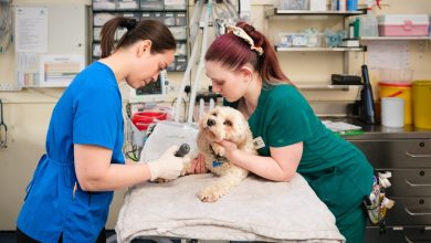 3 Key Advantages Of Having A Dedicated General Vet