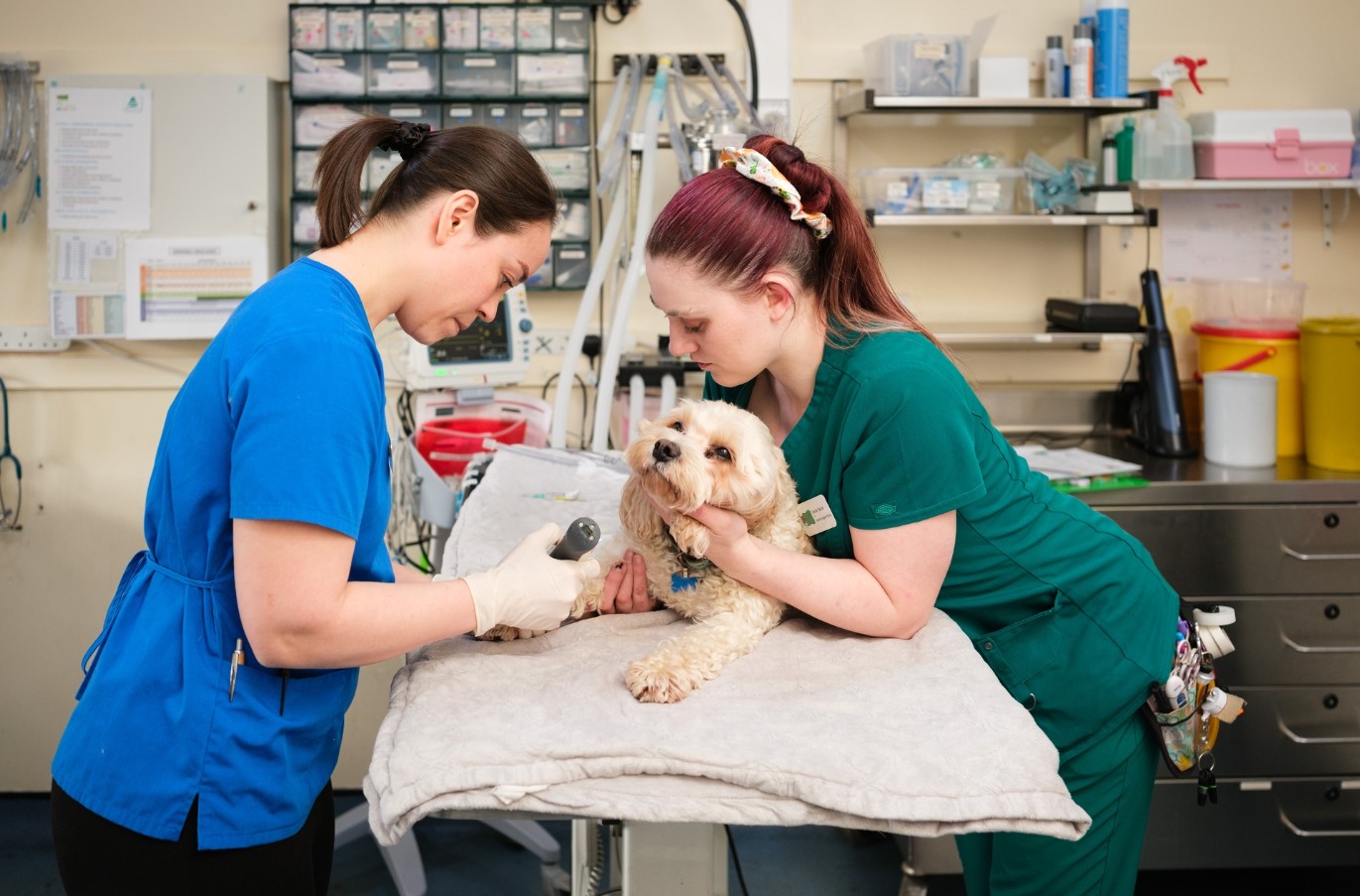 3 Key Advantages Of Having A Dedicated General Vet